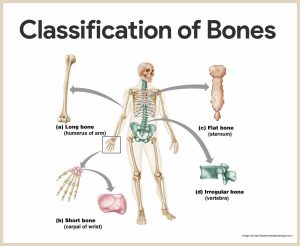 Bone Physiology