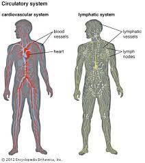 Capillary Exchange and Lymphatics