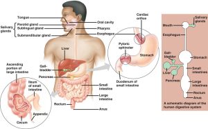 Digestive System