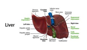 Physiology of Liver