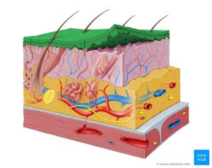 Integumentary (Skin) System