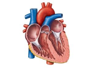 Physiology of Heart