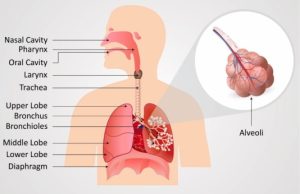 Respiratory