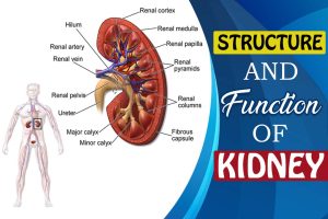 Function of Kidneys