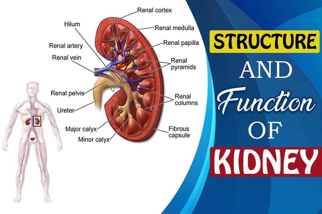 Structure And Function Of Kidney Ppt ULDWR